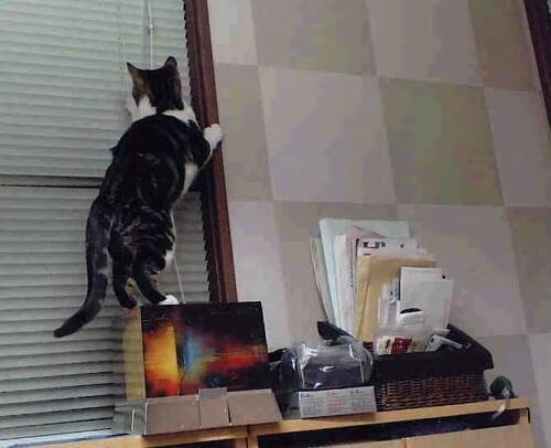 国际乒联混合团体世界杯:德国队如何通过赛制调整提升实力,德国乒乓球职业联赛