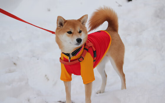 中国三人篮球女队科学训练持之以恒，中国三人篮球女队获得的成绩为
